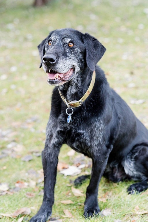 Greying Black Lab with swollen joints