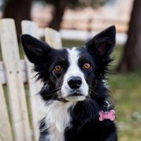 Adult Canine Wellness Plan Adult Canine Wellness Plan