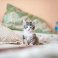 Kitten Wellness Plan Kitten Wellness Plan
