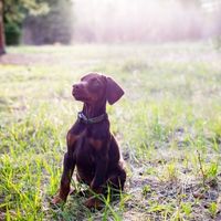 Puppy Wellness Plan Puppy Wellness Plan