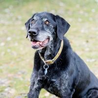 Senior Canine Wellness Plan Senior Canine Wellness Plan