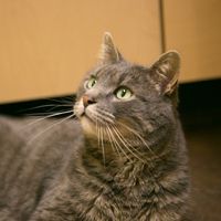 Senior Feline Wellness Plan Senior Feline Wellness Plan