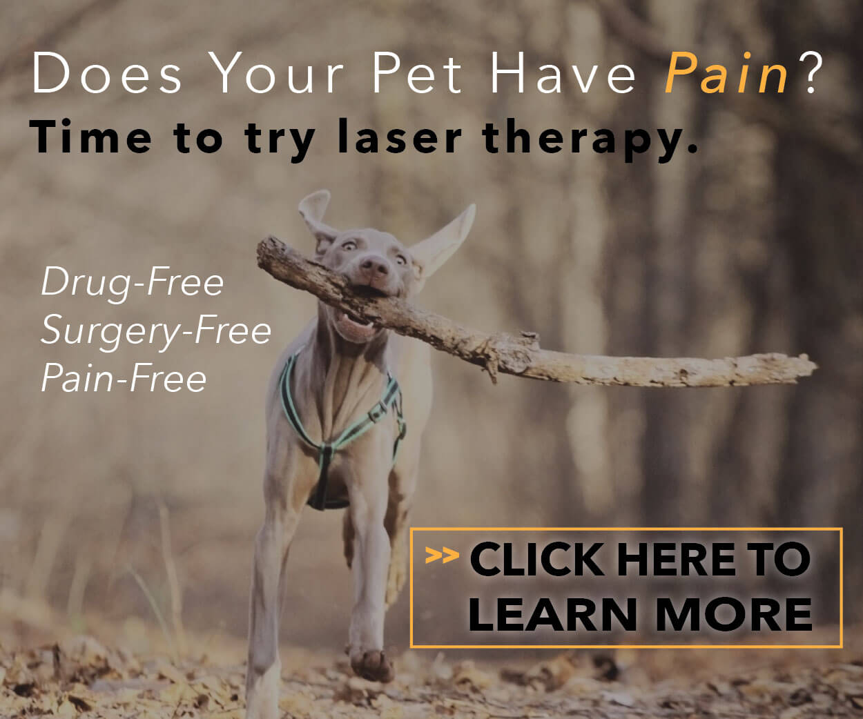 Alpine Animal Hospital Laser Therapy Alpine Animal Hospital Laser Therapy