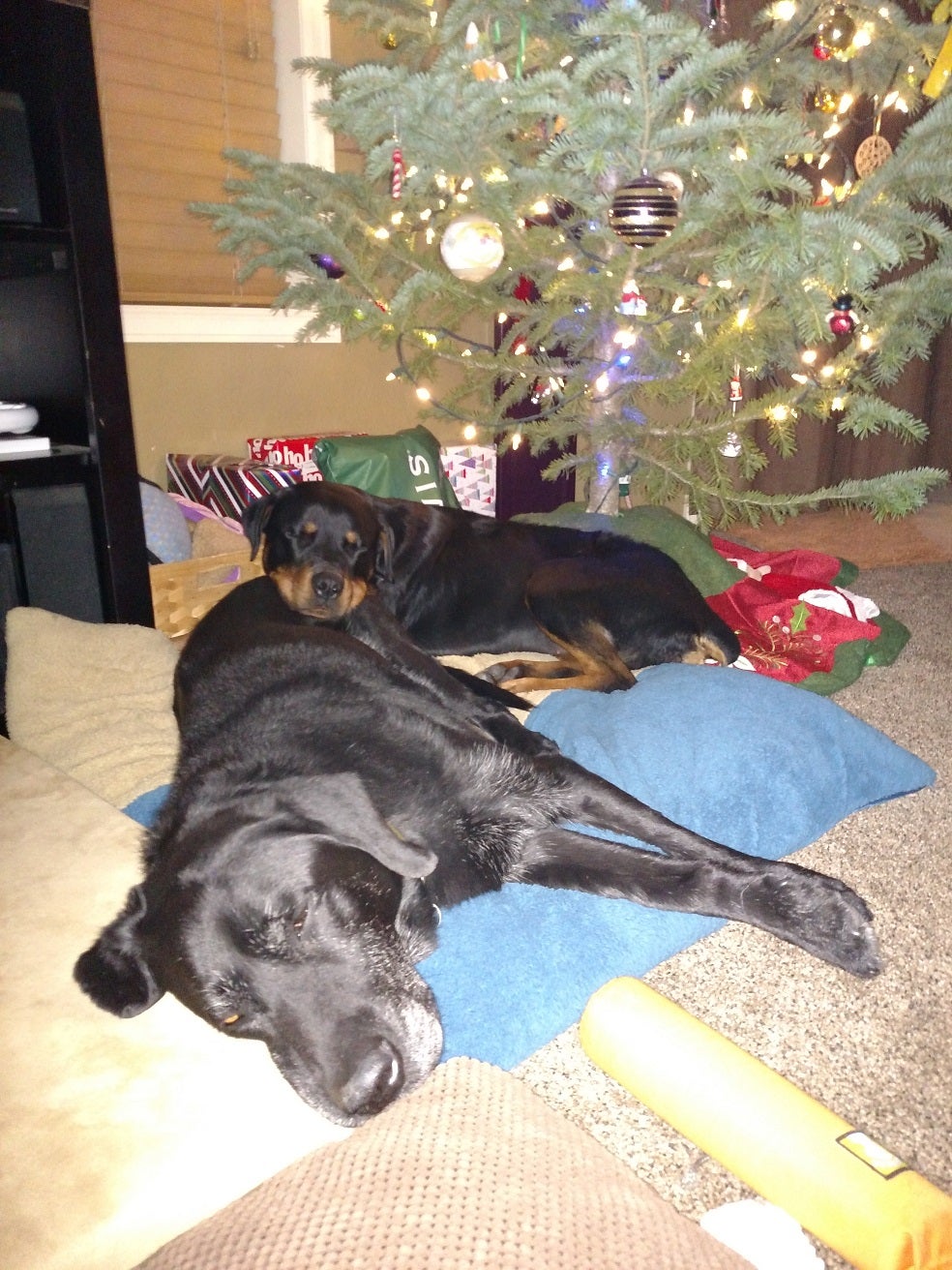 Lab and rottweiler puppy sleeping under a Christmas tree.