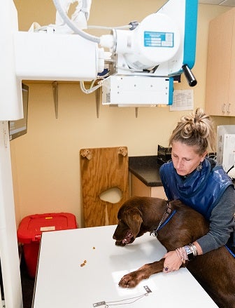 Dog getting a foot xray