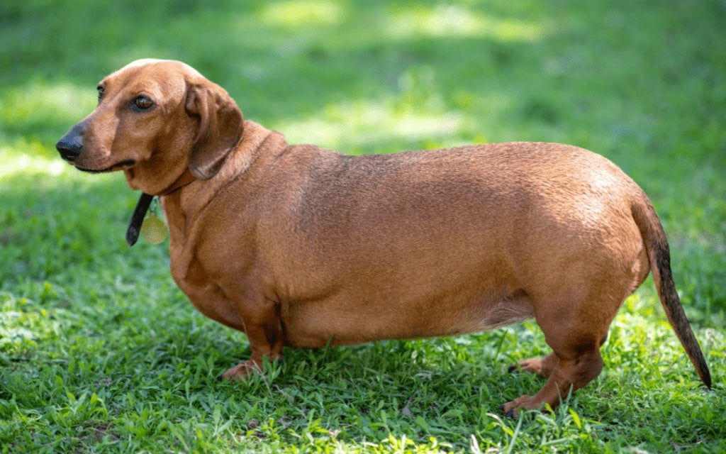 Pet Obesity Pet Obesity