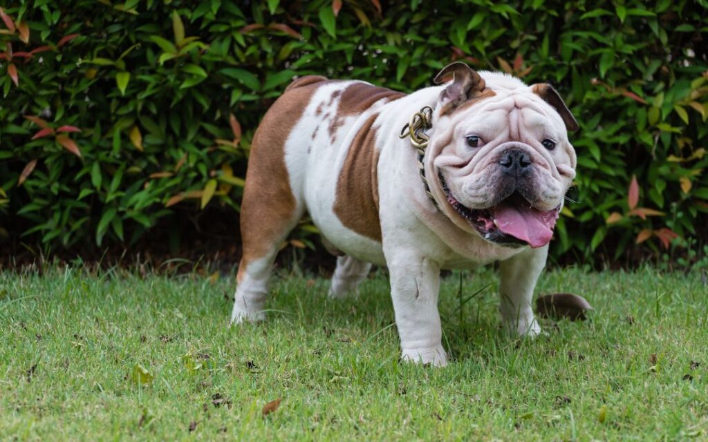 Pet Obesity Pet Obesity