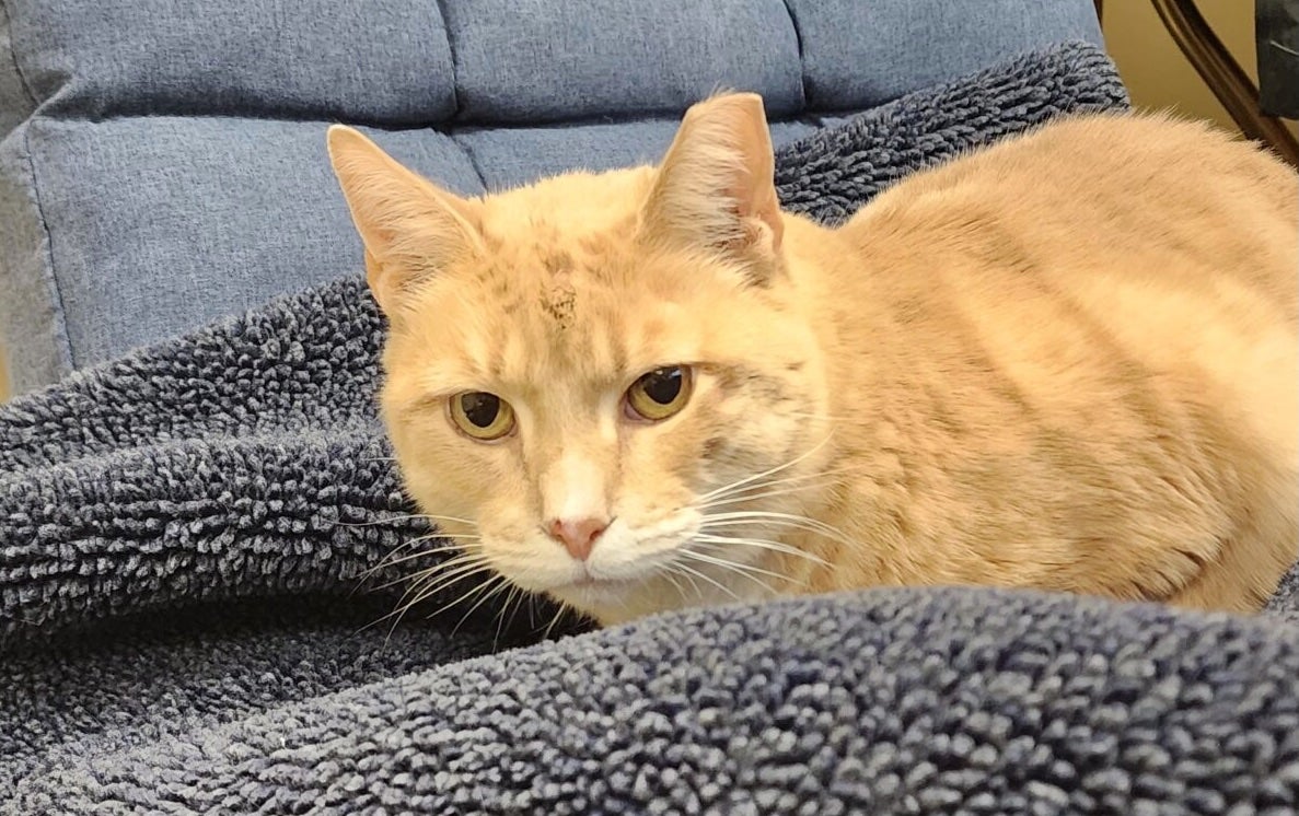 Senior Cat Senior Cat