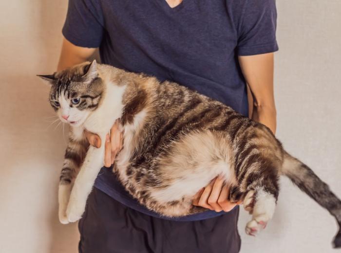 Pet Obesity
