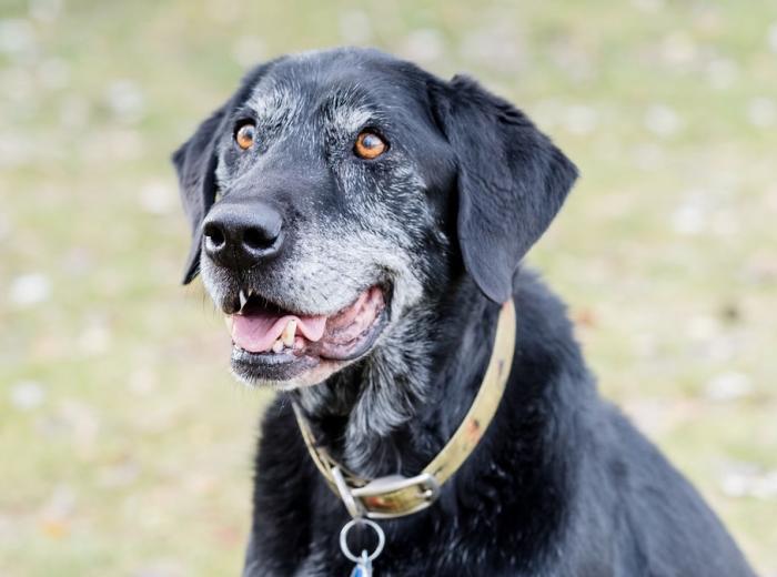 Senior Dog
