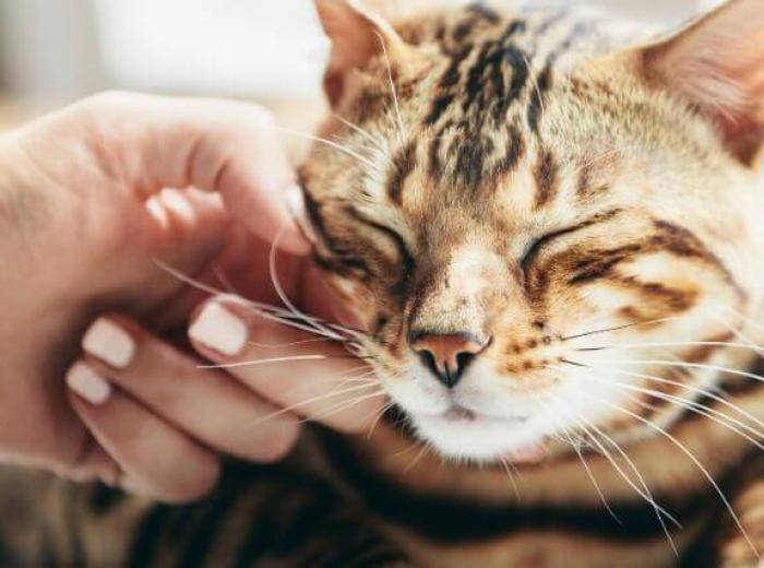 9 Ways to Manage Cat Anxiety and Stress at Home