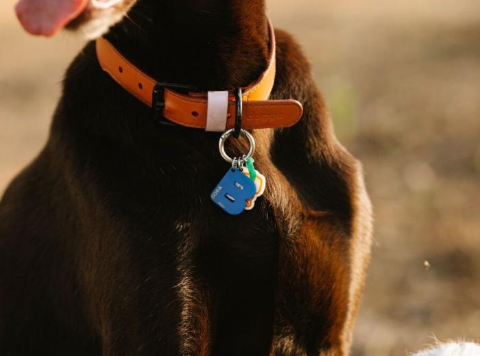 Wearable_Pet_Monitor_1080_675.jpg Wearable_Pet_Monitor_1080_675.jpg