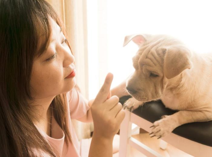 January is National Train Your Dog Month! January is National Train Your Dog Month!