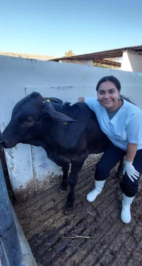 Woman in a white shirt with her arm around a cow.