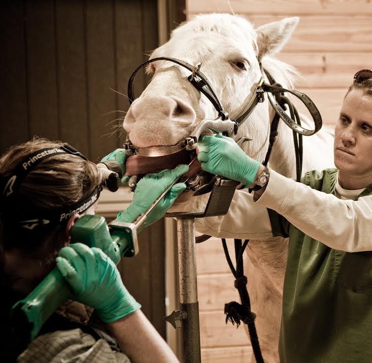 Equine Dentistry - Alpine Animal Hospital - Carbondale, CO