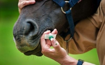 Deworming Horses