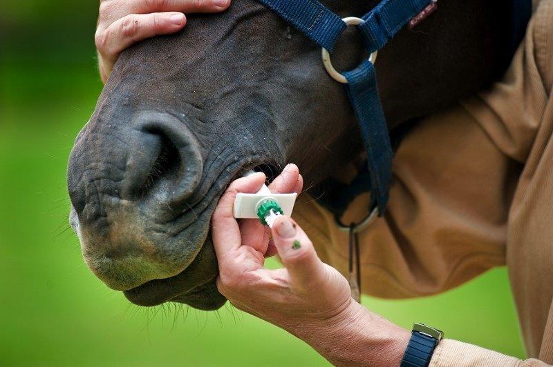 Deworming Horses