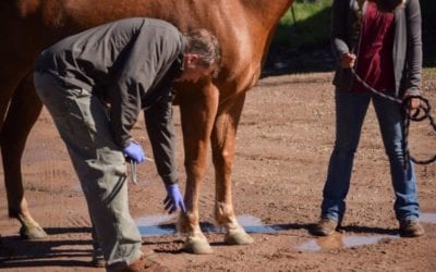 New Lameness Treatment For Osteoarthritis