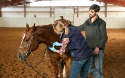 Equine Wellness