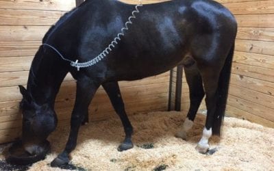 Avoiding Colic: The Do’s and Don’ts of Winter Health Care for your Horse