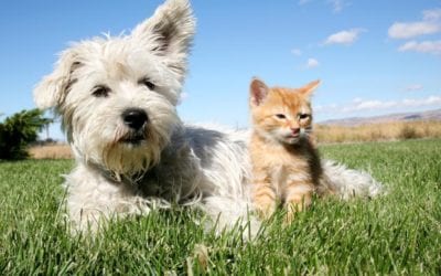 Spring and Flea and Tick Prevention – They Go Hand In Hand!