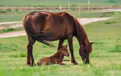 Proper Foal Nutrition