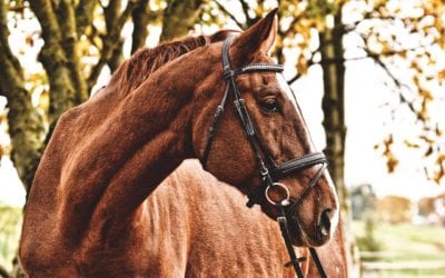 Heat Stress In Horses