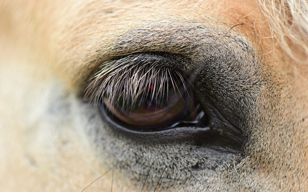Sun Can Be Hard On Your Horse’s Eyes – Equine Ocular Squamous Cell Carcinoma