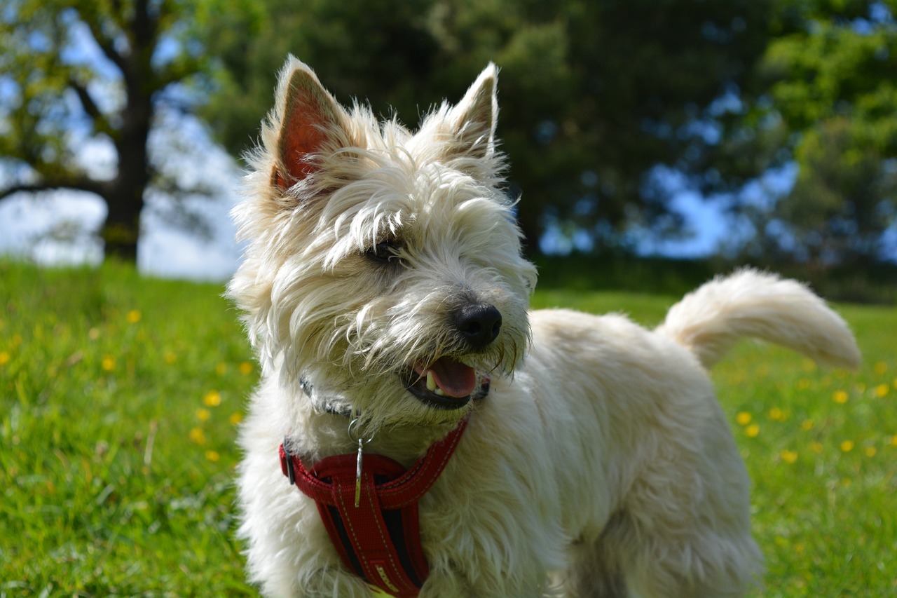 cairn terrier is ill with infectious disease