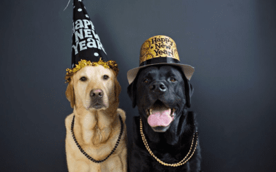 Ten New Year’s Resolutions for your pet