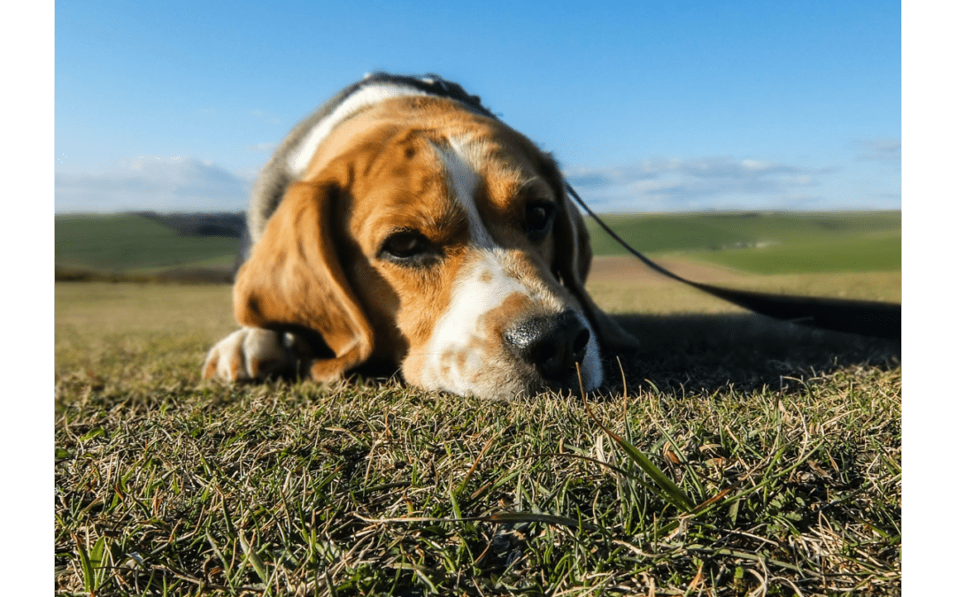 March Is Pet Poison Prevention Month