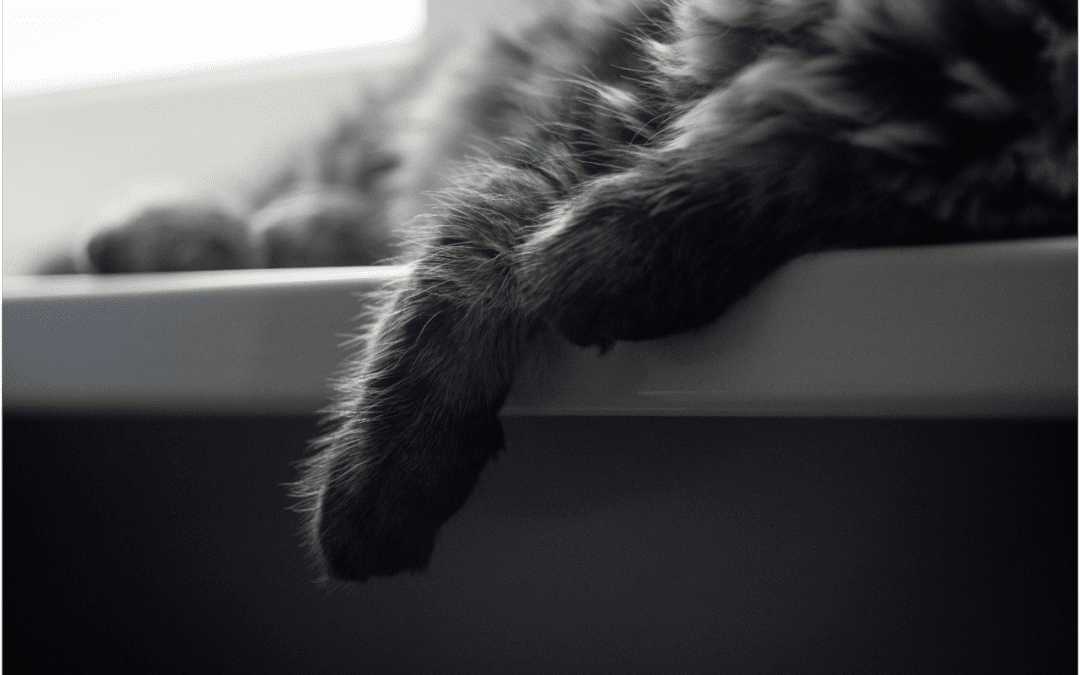 Cat paws hanging off a window ledge.