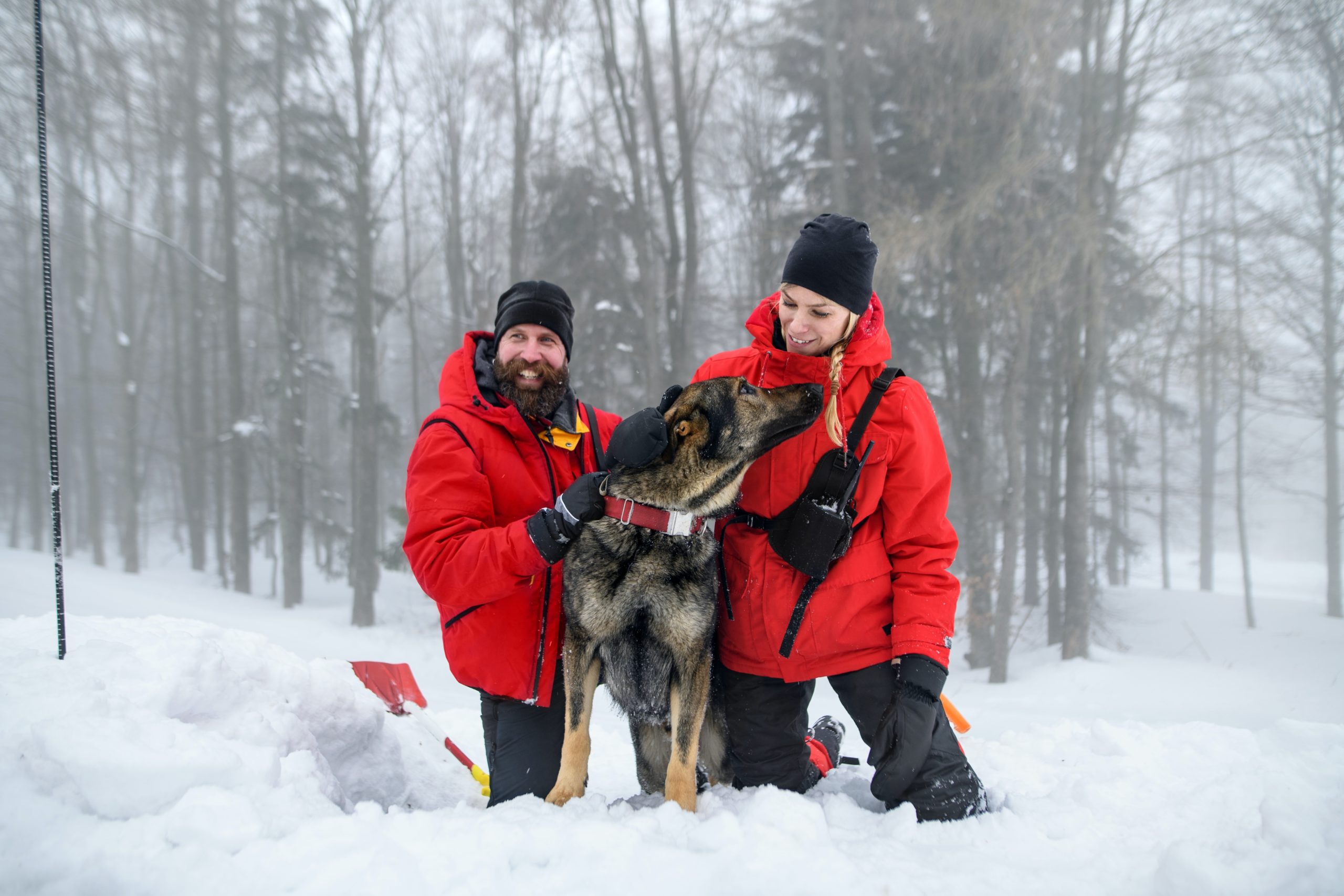 january-is-national-train-your-dog-month-alpine-animal-hospital