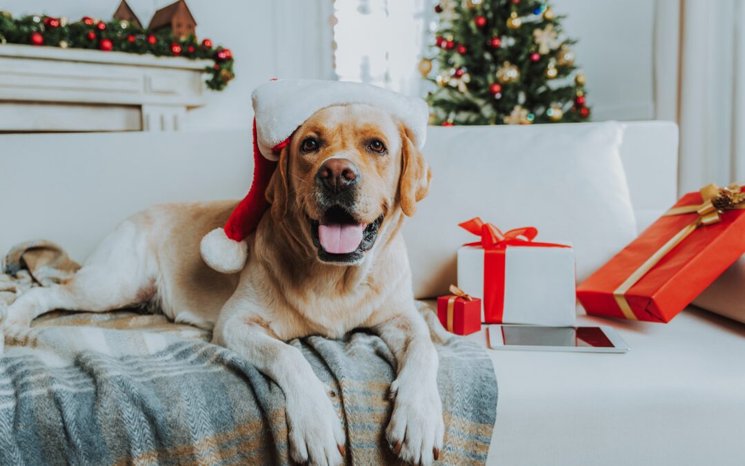 Holiday Giving: Supporting Animal-Related Organizations for a Paw-sitive Impact