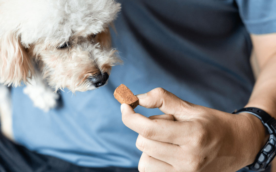The Rising Threat: Why Heartworm Prevention for Pets is Now More Vital Than Ever