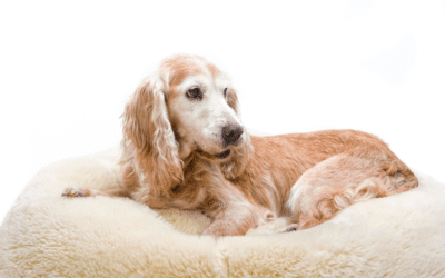 Understanding Pet Arthritis: Treatment Options and Awareness