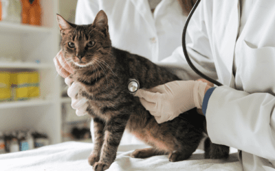 Why You Should Take Your Cat to the Vet: Ensuring a Healthy and Happy Life for Your Feline Friend