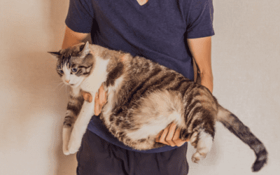 Understanding Pet Obesity: Causes, Risks, and Prevention