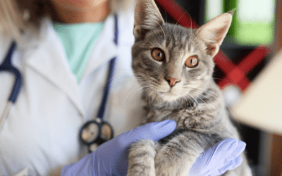 Celebrating International Day of Veterinary Medicine: A Tribute to Our Evolving Profession