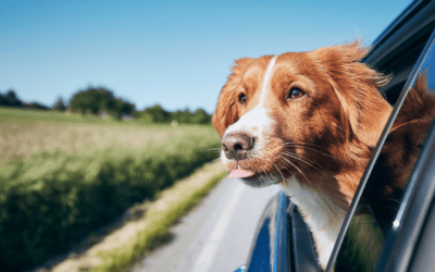 Celebrating National Pet Travel Safety Day 2025: Ensuring Safe Journeys for Your Furry Companions