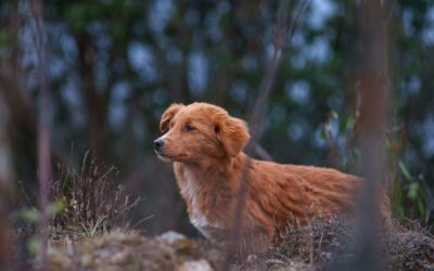 Respecting Wildlife While Loving Our Pets: Coexisting with Nature